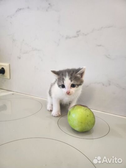 Чудо 1мес в дар