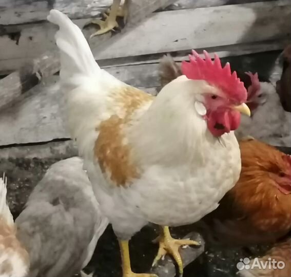 Молодые петушки