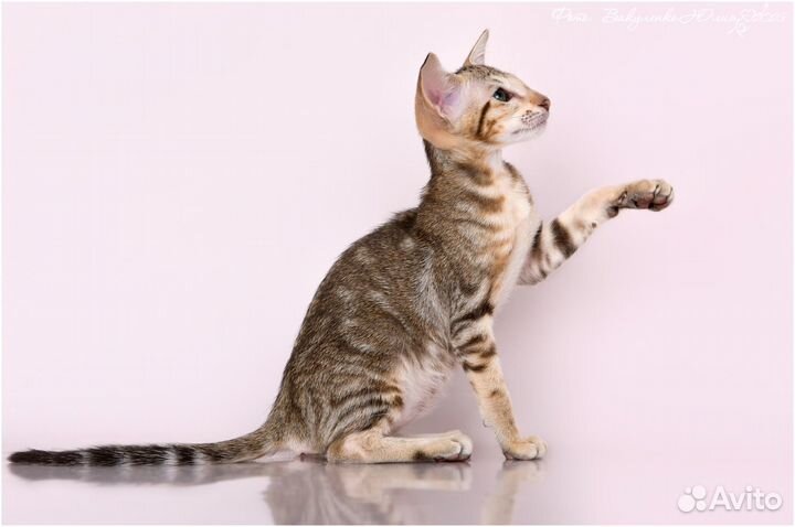 Ориентальная кошка супер окрас в лююимцы