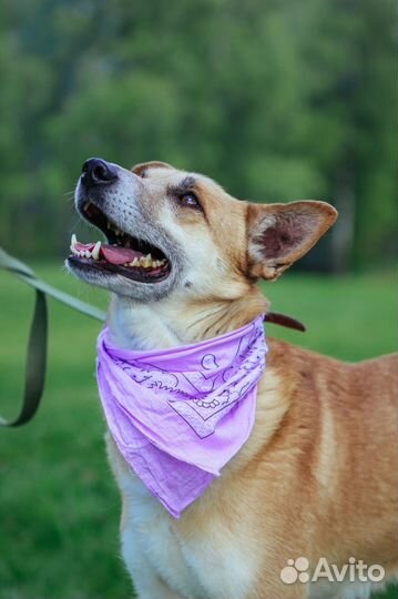 Рыжая красотка Шейла из приюта Некрасовка