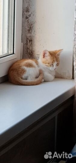 Котёнок 3 месяца