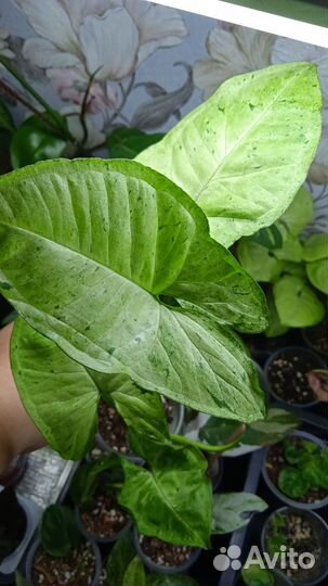 Эпипремнумы и монстерки