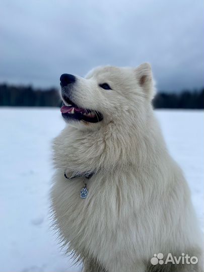 Самоедская лайка вязка кабель