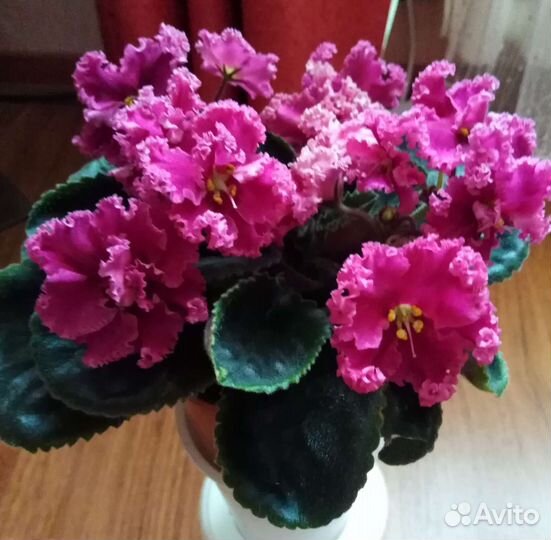 Детки сортовых фиалок