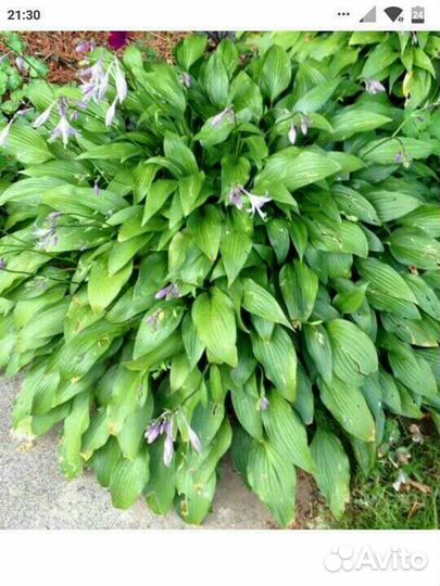 Юкка и хосты разные