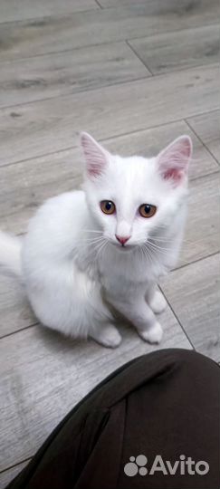 Котята турецкой ангоры