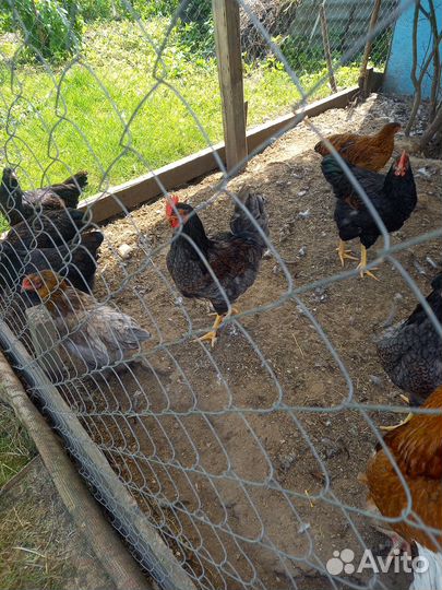 Молодые петушки