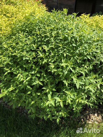 Спирея японская, спирея серая