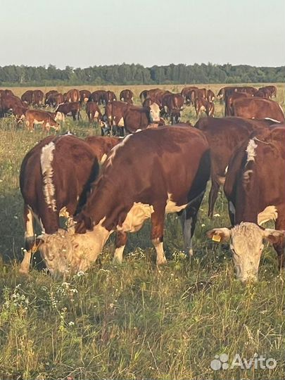 Бычки на откорм