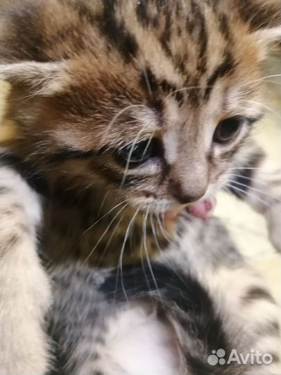 Котята бенгалы