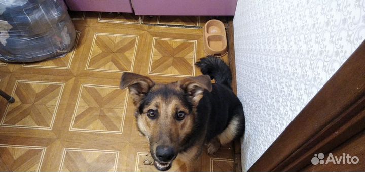 Собака в добрые руки отдам бесплатно