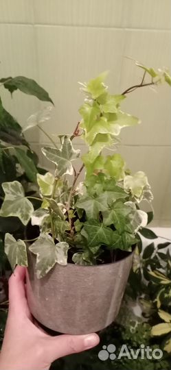 Плющ хедера