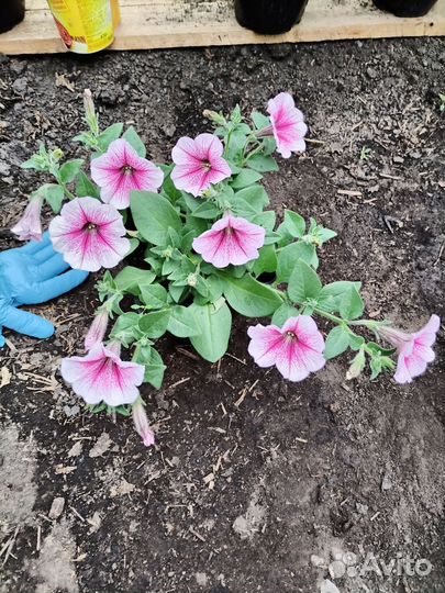Петуния ампельная