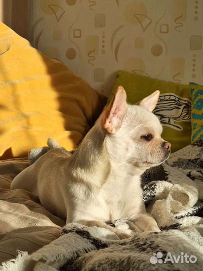 Вязка кобель чихуахуа