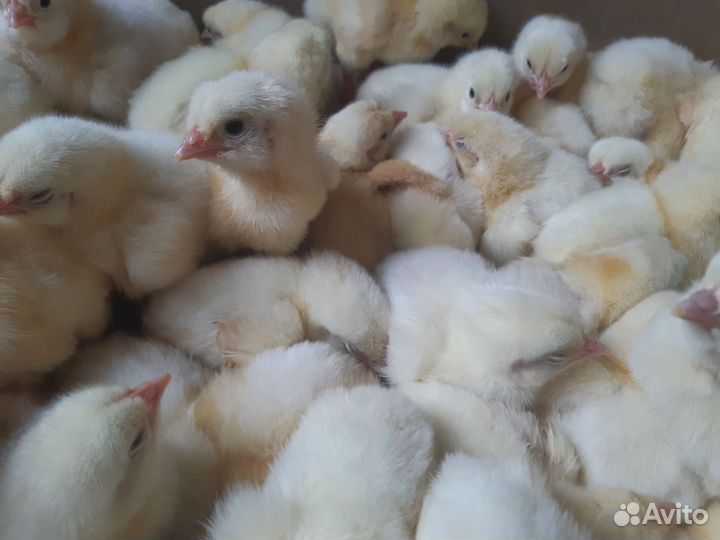 Цыплята бройлеры кобб 500