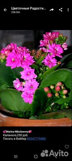 Красиво цветущие комнатные цветы