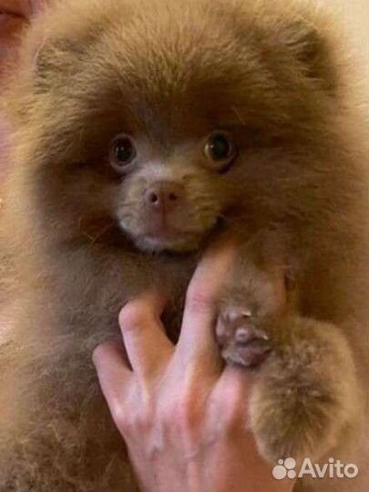 Померанский шпиц лиловый