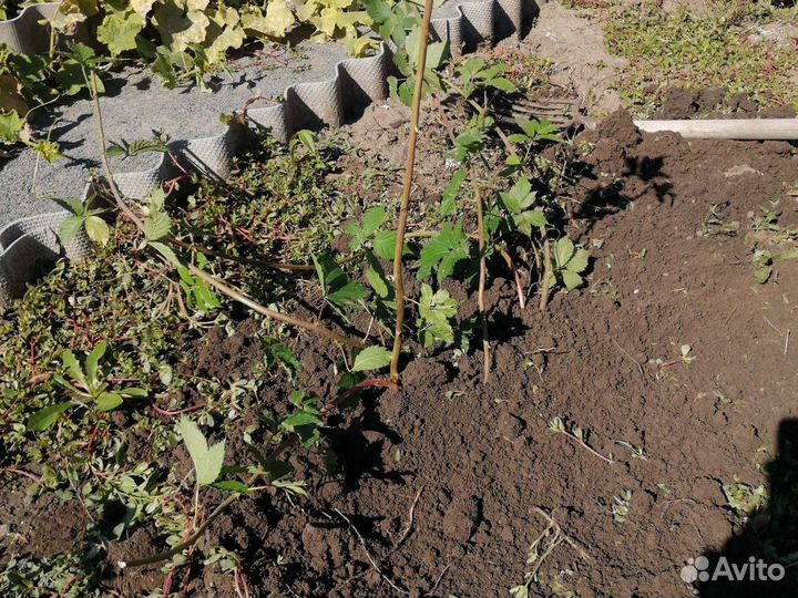 Ежевика Лох Тэй саженцы