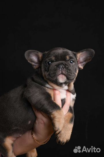 Французский бульдог щенки эксклюзивных окрасов