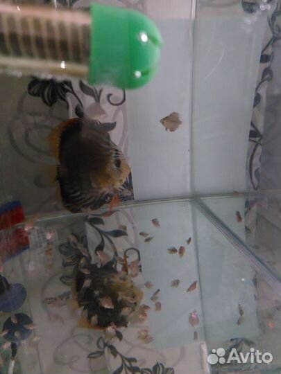 Дискусы пары