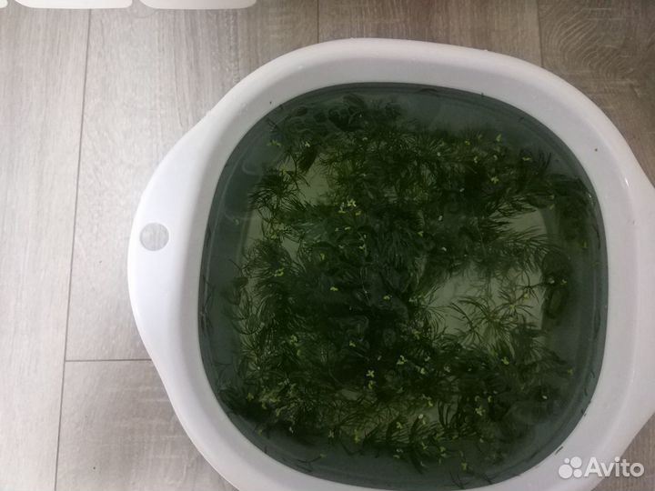 Аквариумные растения роголистник в дар