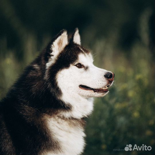 Патрик из приюта