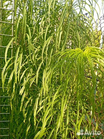 Растения для сада