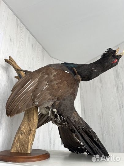 Чучело Глухаря