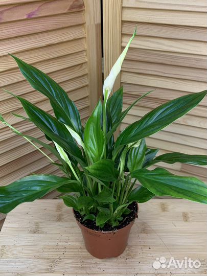 Спатифиллум Шопен