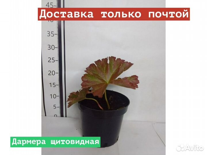 Дармера щитовидная