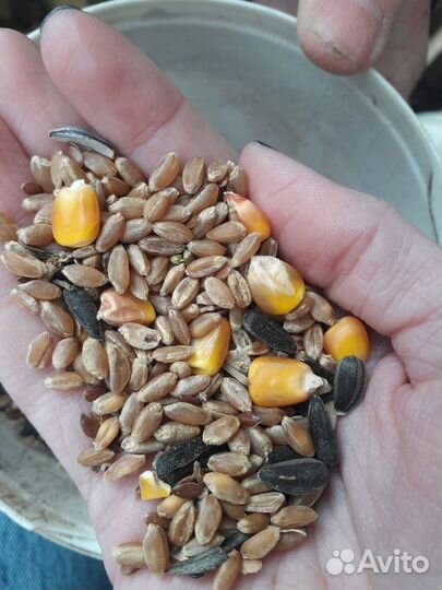 Зерносмесь; перепелинный корм пе-Н3