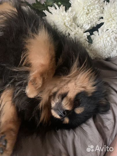 Собака в аренду для прогулок и фотосессии