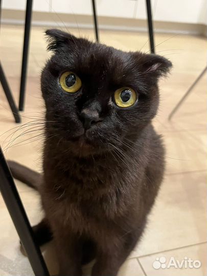 Шотландский вислоухий кот