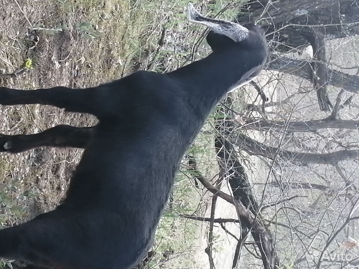 Нубийский козел