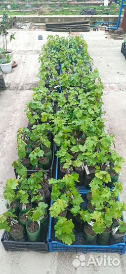 Вегетирующие саженцы винограда с зкс