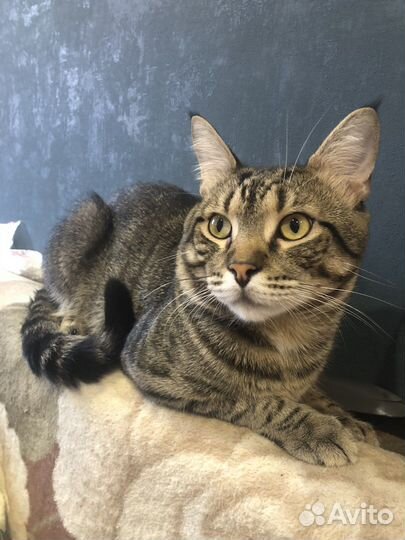 Кошка в дар