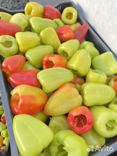 Перец болгарский оптом