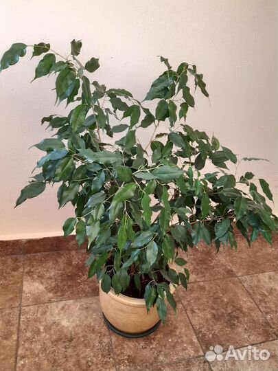 Фикус Бенджамина