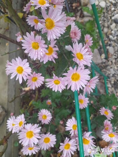 Гинкобилоба.Эхинацея.Хризантемы