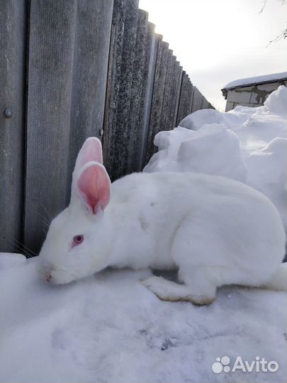 Кролики самцы и самки породы Белый Великан