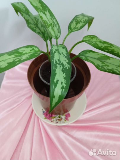 Аглаонема Мария, Переменчатая