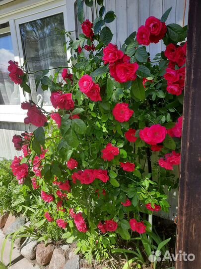 Букеты корни садовых цветов