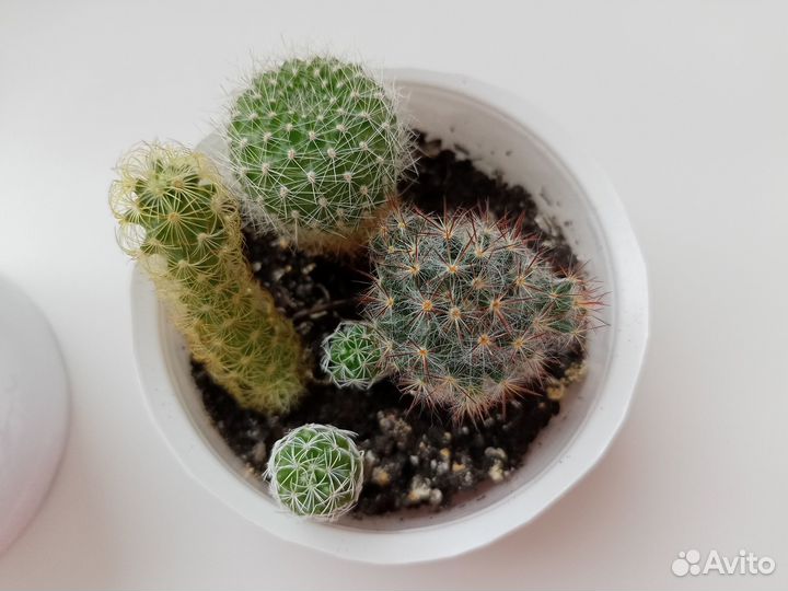 Кактусы коллекция