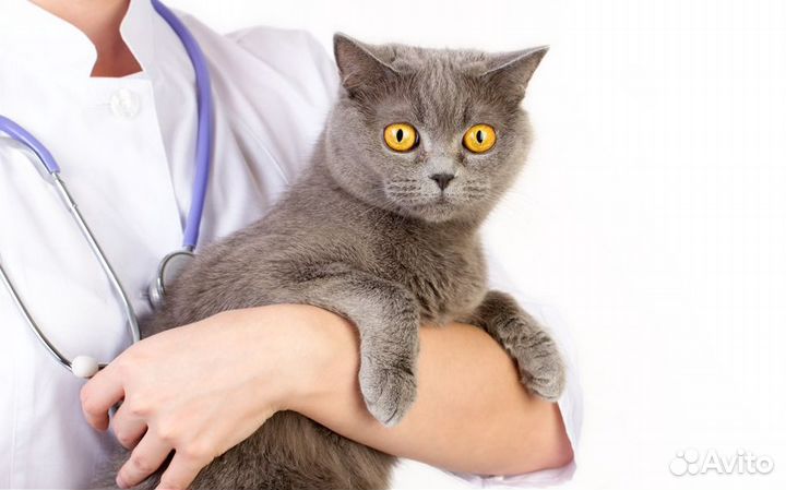 Кастрация котов с выездом на дом