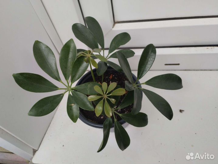 Комнатные растения