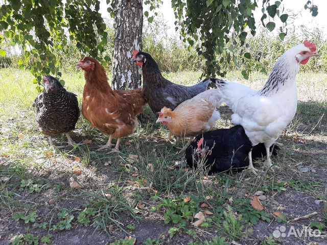 Куры несушки молодки