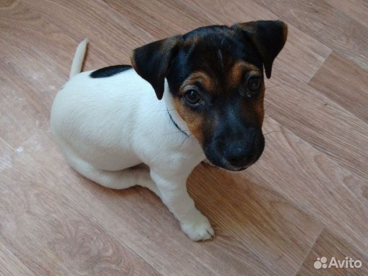 Щенки джек рассел терьер гладкошерстный