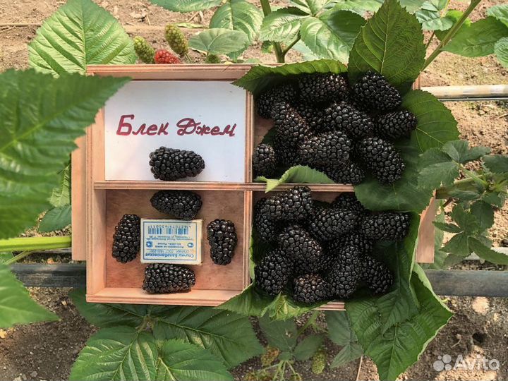 Саженцы Блек Джем ежевика без шипов (ремонтантный)