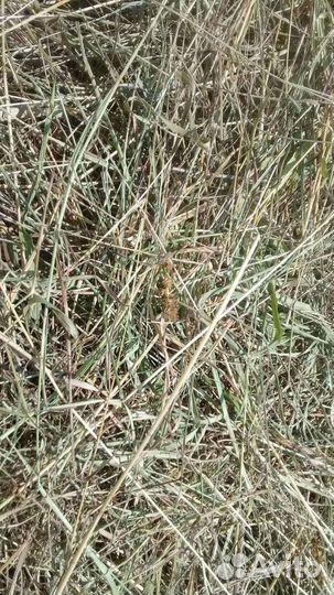 Доставка, сено, солома свежий урожай 2023 года