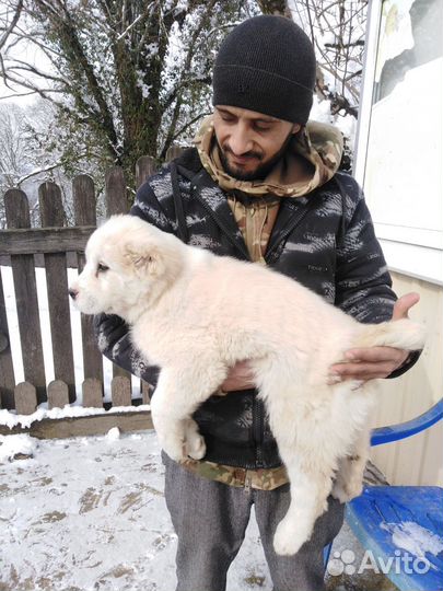 Щенки алабая